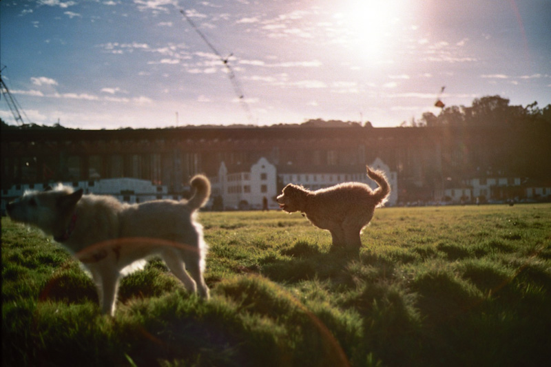 doggy